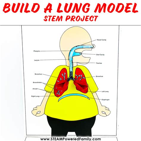 what household item are the lungs similar to
